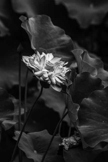 Elegant black and white close-up of a blooming lotus flower highlighting delicate petals.