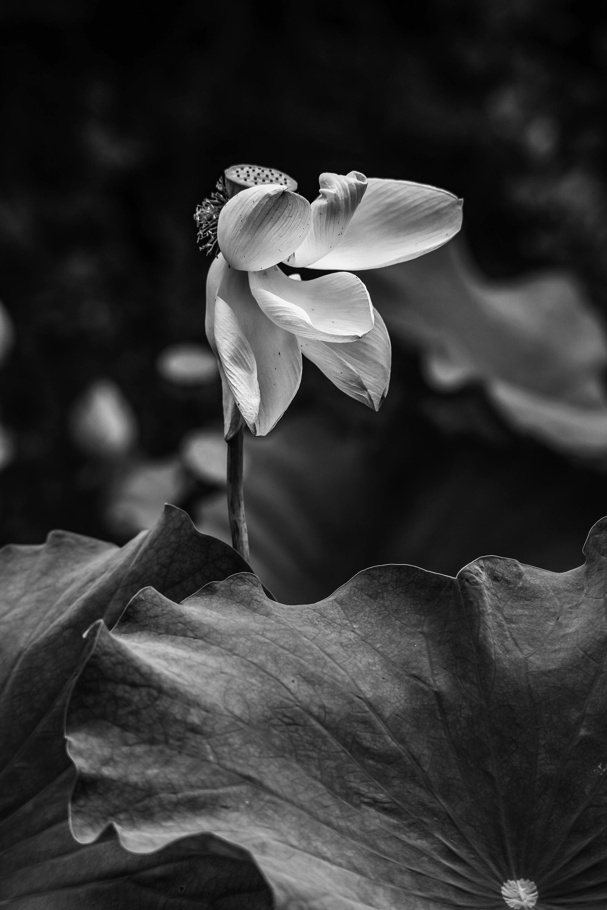 Black and white photo of a blooming lotus flower with large textured leaves, capturing nature's elegance.