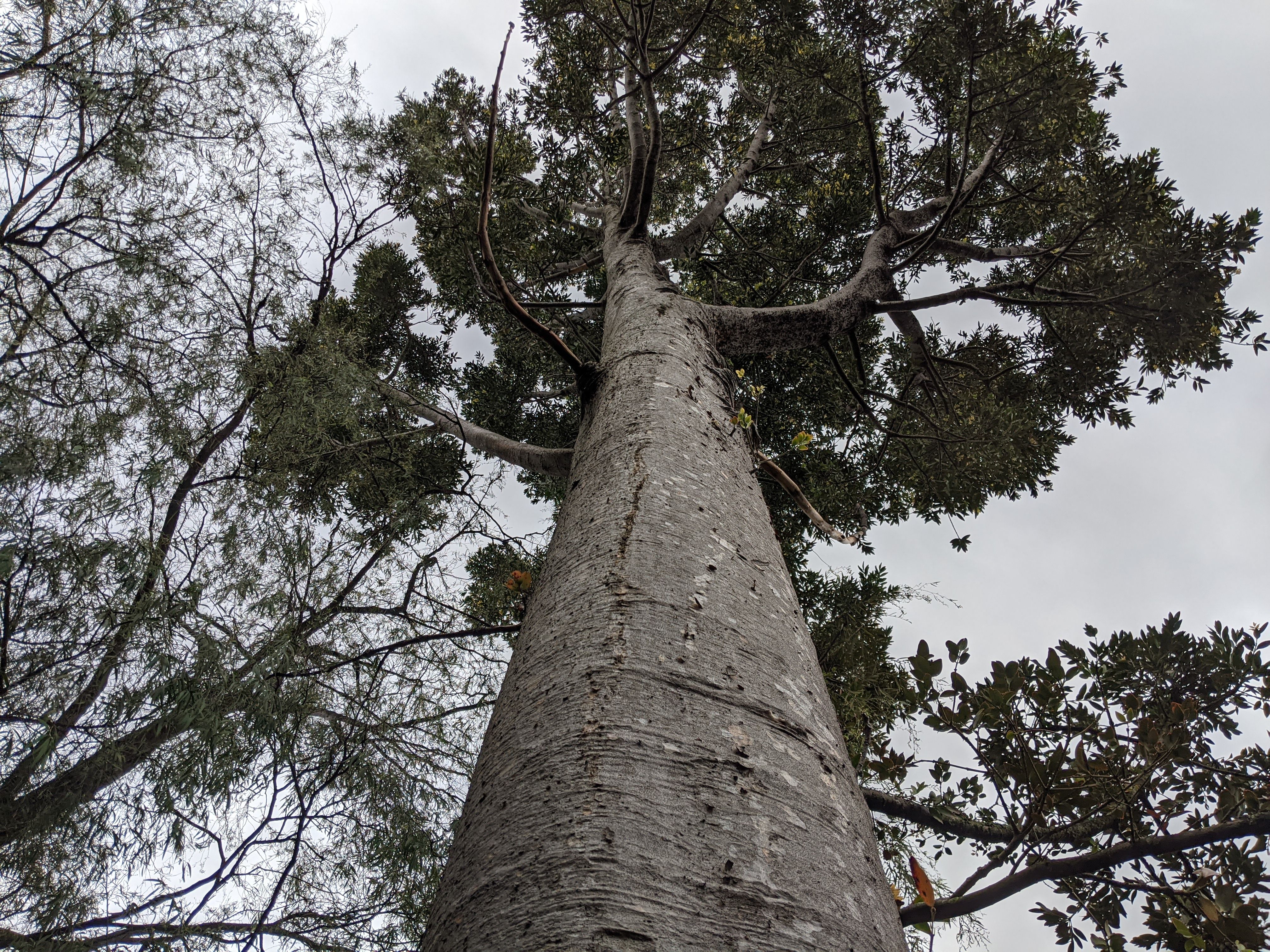 Balwyn