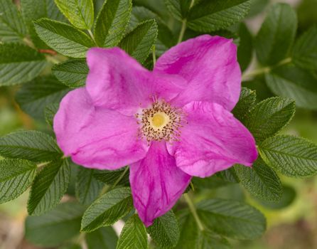 A stunning close-up of a pink wild rose flower, showcasing detailed petals and green foliage.
