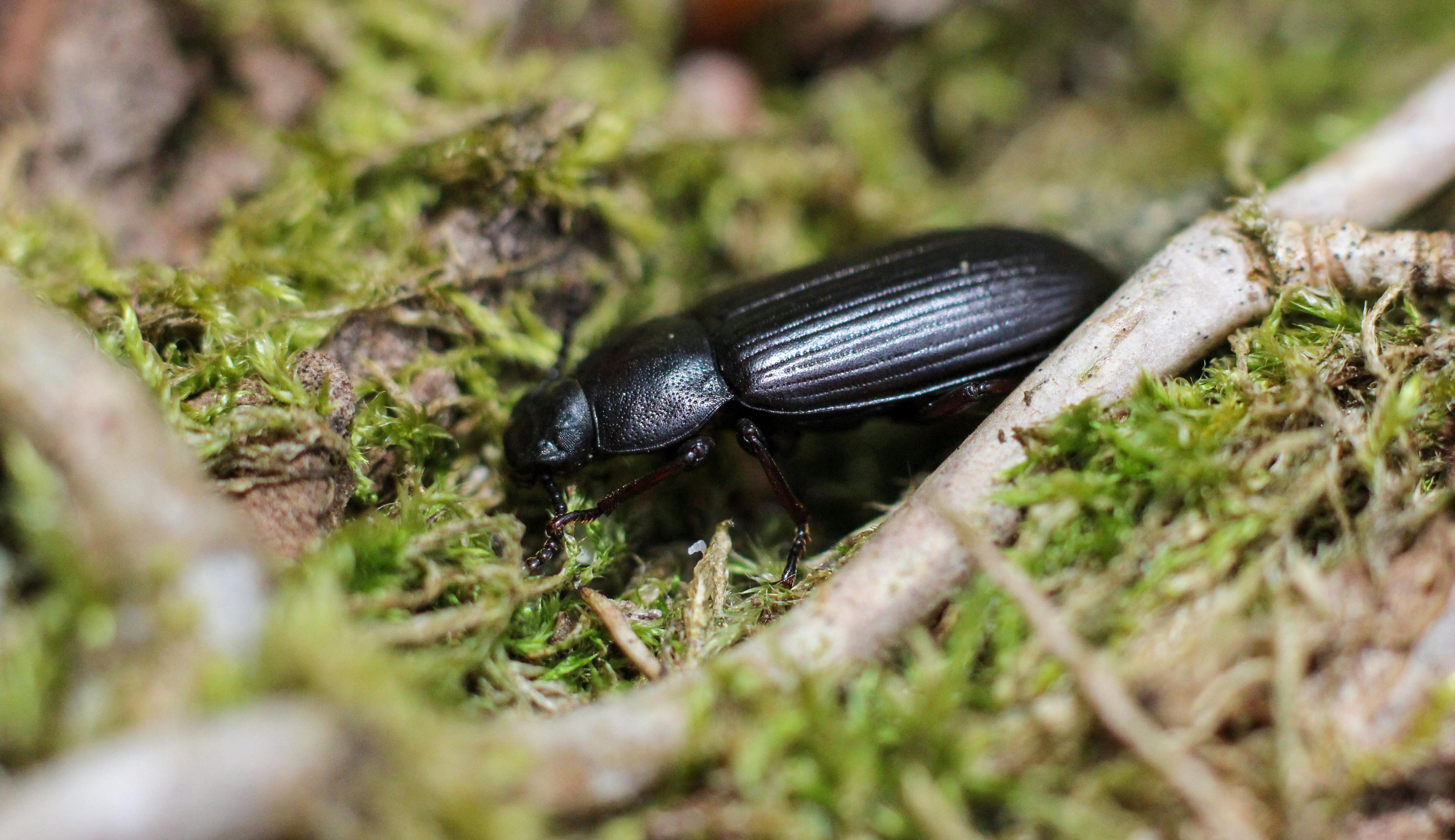 darkling beetle on a moss wood bark tenebrioninae