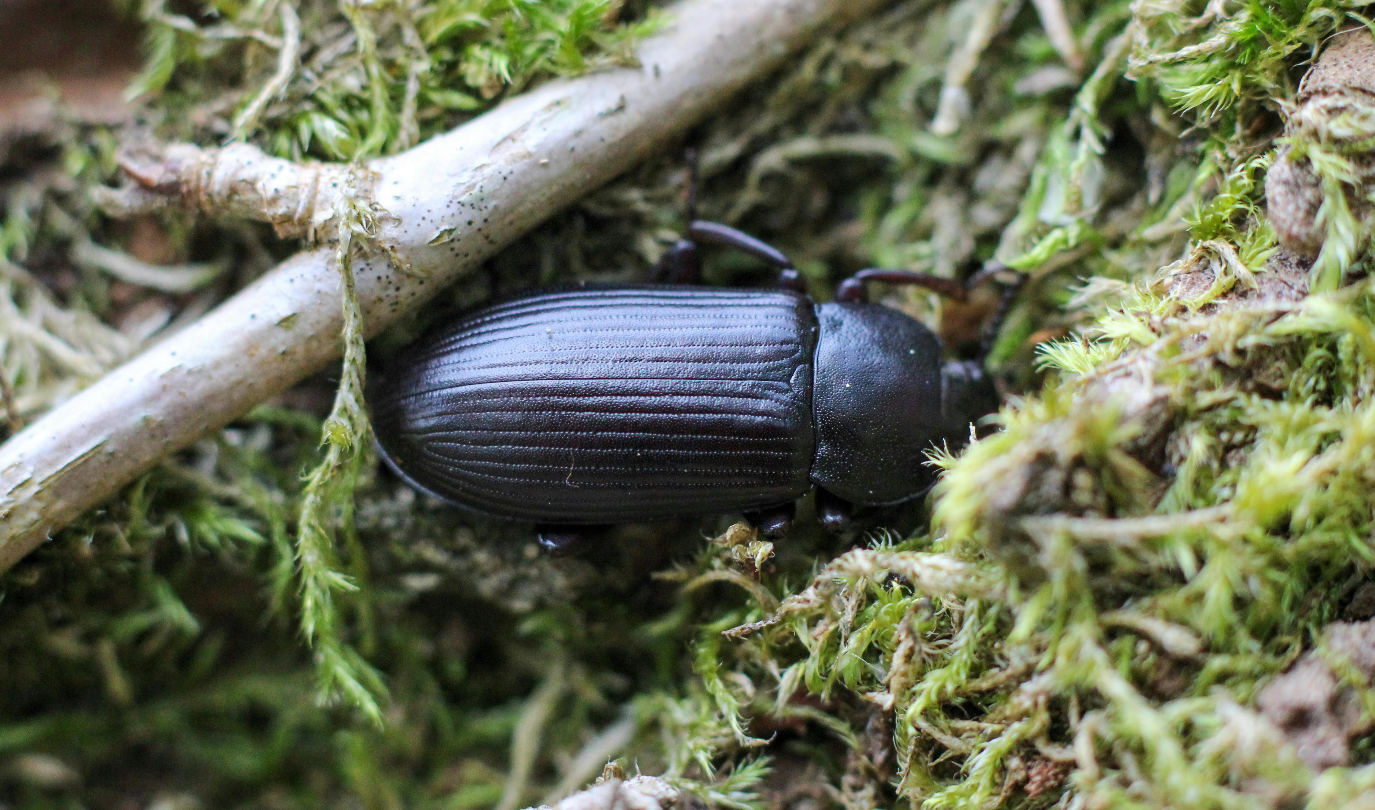 darkling beetle on a moss wood bark tenebrioninae