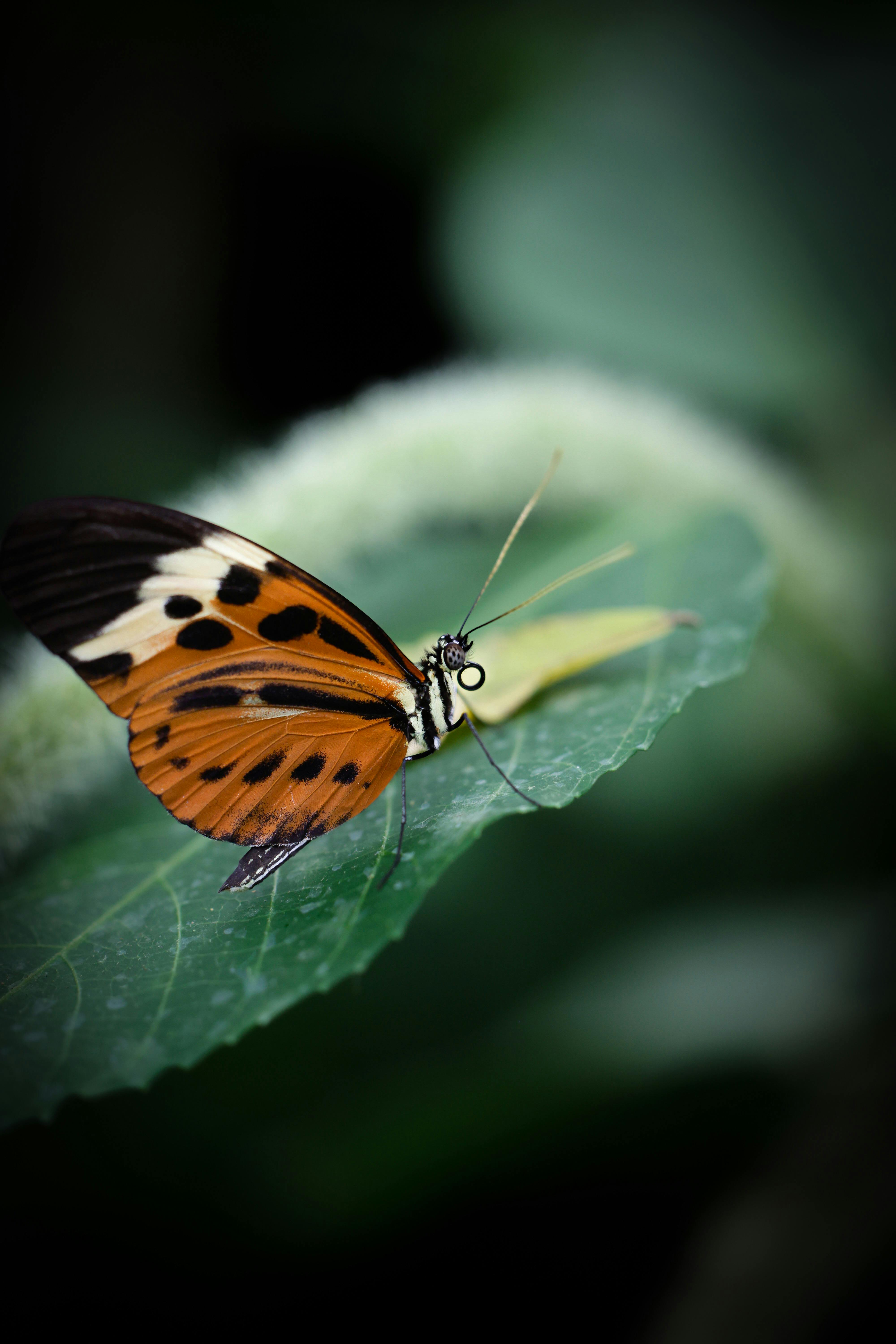 Butterfly Black And White Illustratiom Photos, Download The BEST Free