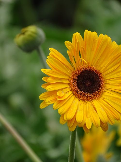 Free Bright yellow gerbera daisy blooming outdoors, symbolizing growth and beauty. Stock Photo