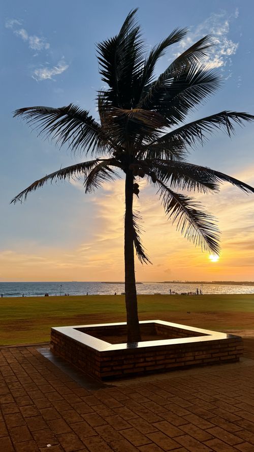 Free sunset background of palm tree Stock Photo