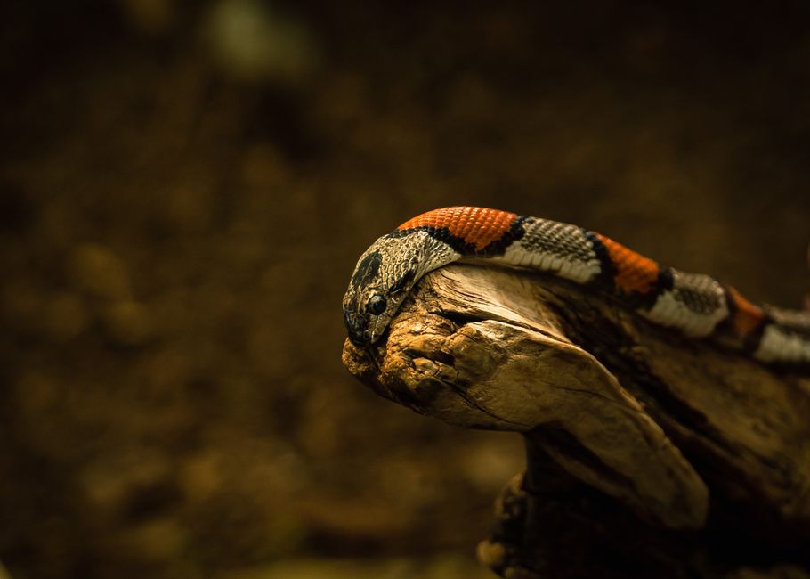 A striking milk snake with vibrant patterns rests on a branch in a natural setting.