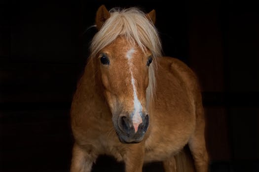 Close-up portrait of a Shetland pony in Montbrison, Auvergne-Rhône-Alpes, France.