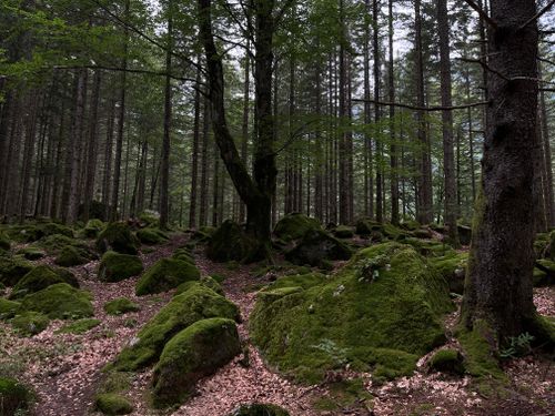 Free Serene forest landscape with moss-covered rocks and tall trees in a tranquil setting. Stock Photo