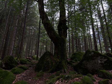 Mossy rocks and towering trees create a serene forest landscape. Perfect for nature lovers.