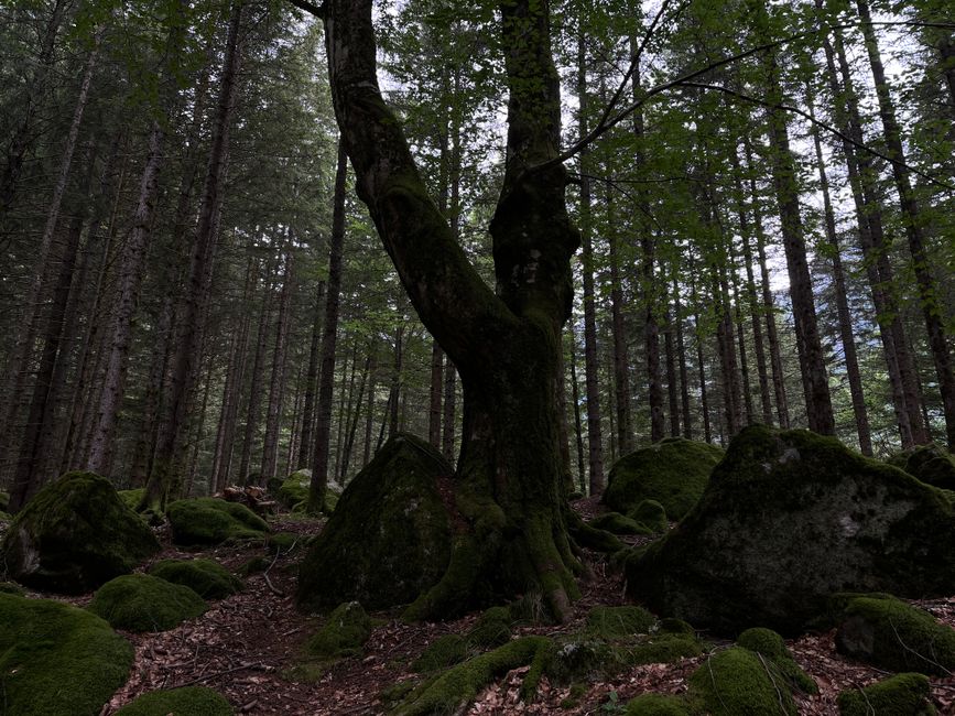 Mossy rocks and towering trees create a serene forest landscape. Perfect for nature lovers.
