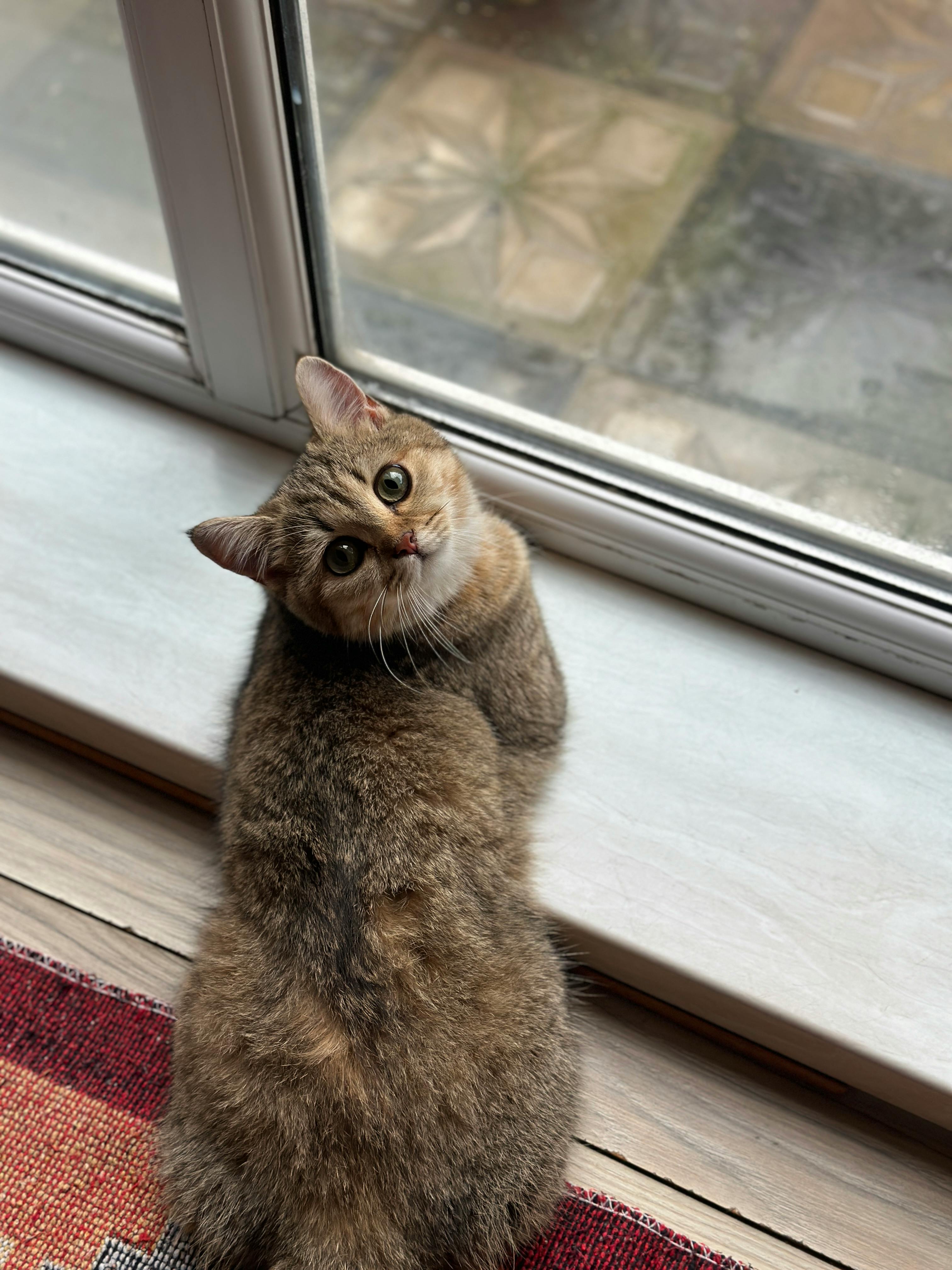 免費 動物, 可愛, 哺乳動物 的 免費圖庫相片 圖庫相片