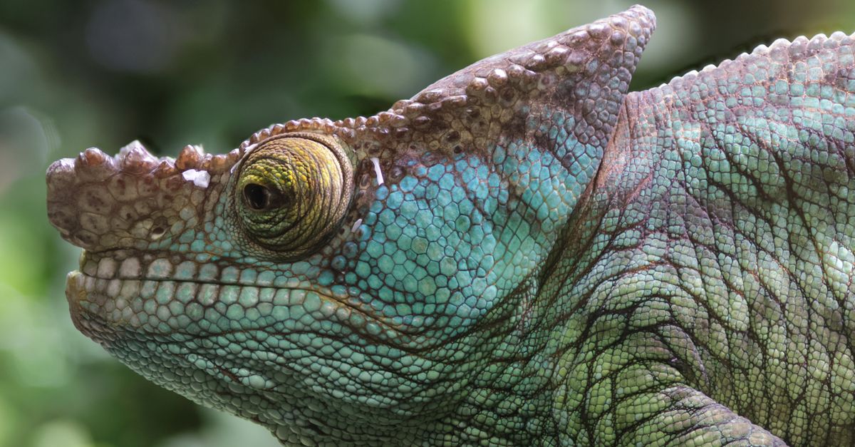 Photo of Madagascar