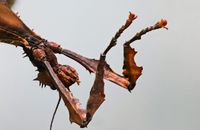Macro shot of a spiny stick insect showcasing its intricate features in a natural setting.