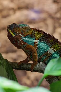 chameleon photo