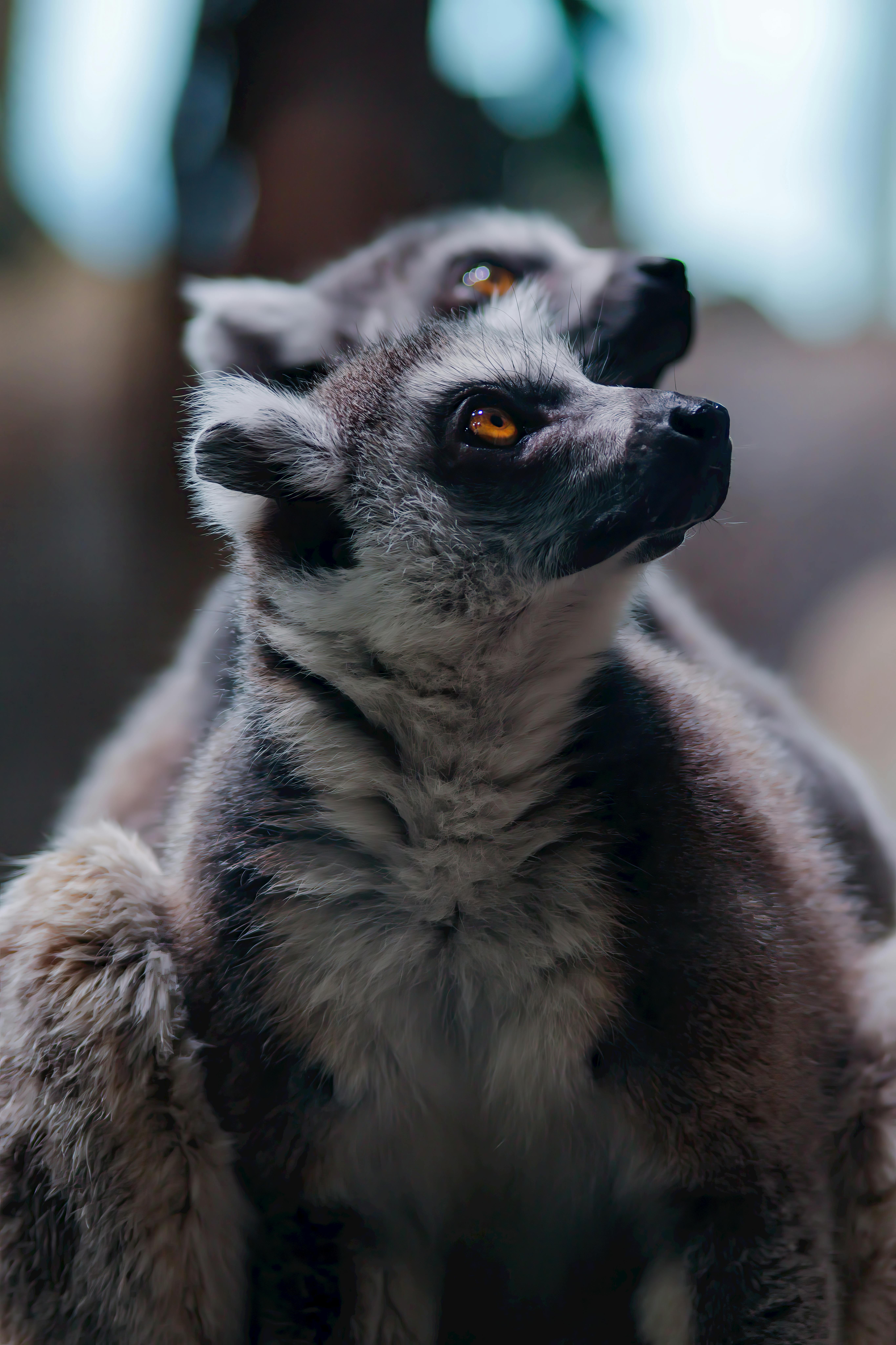 Two lemurs are looking at the camera