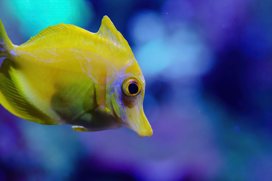 Yelo Fish Neon Yellow Fish New, Ultra Colorful Neon Fish Species Discovered