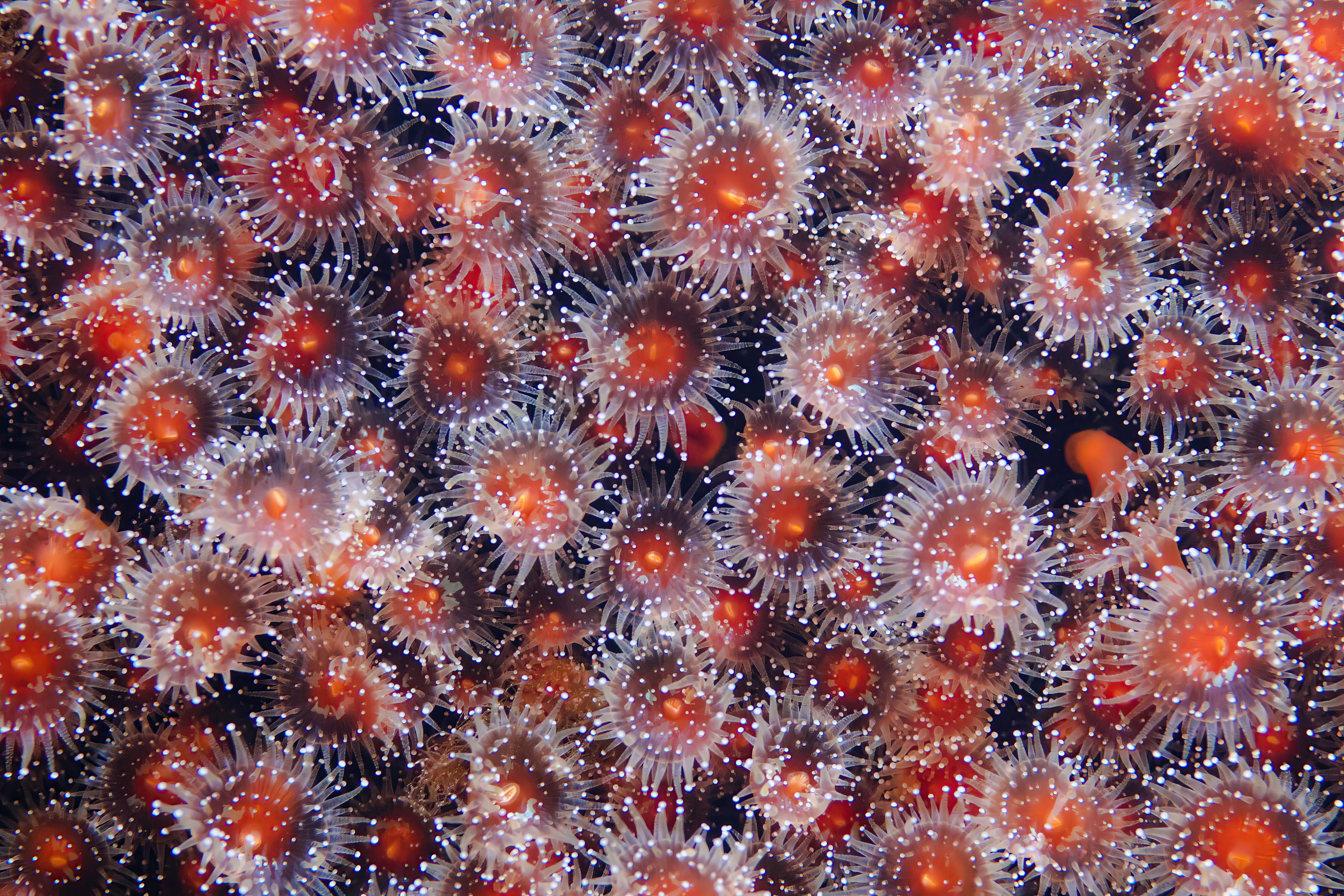 coral polyps genetically identical