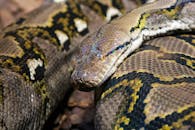 A large snake laying on the ground with its head resting on its body