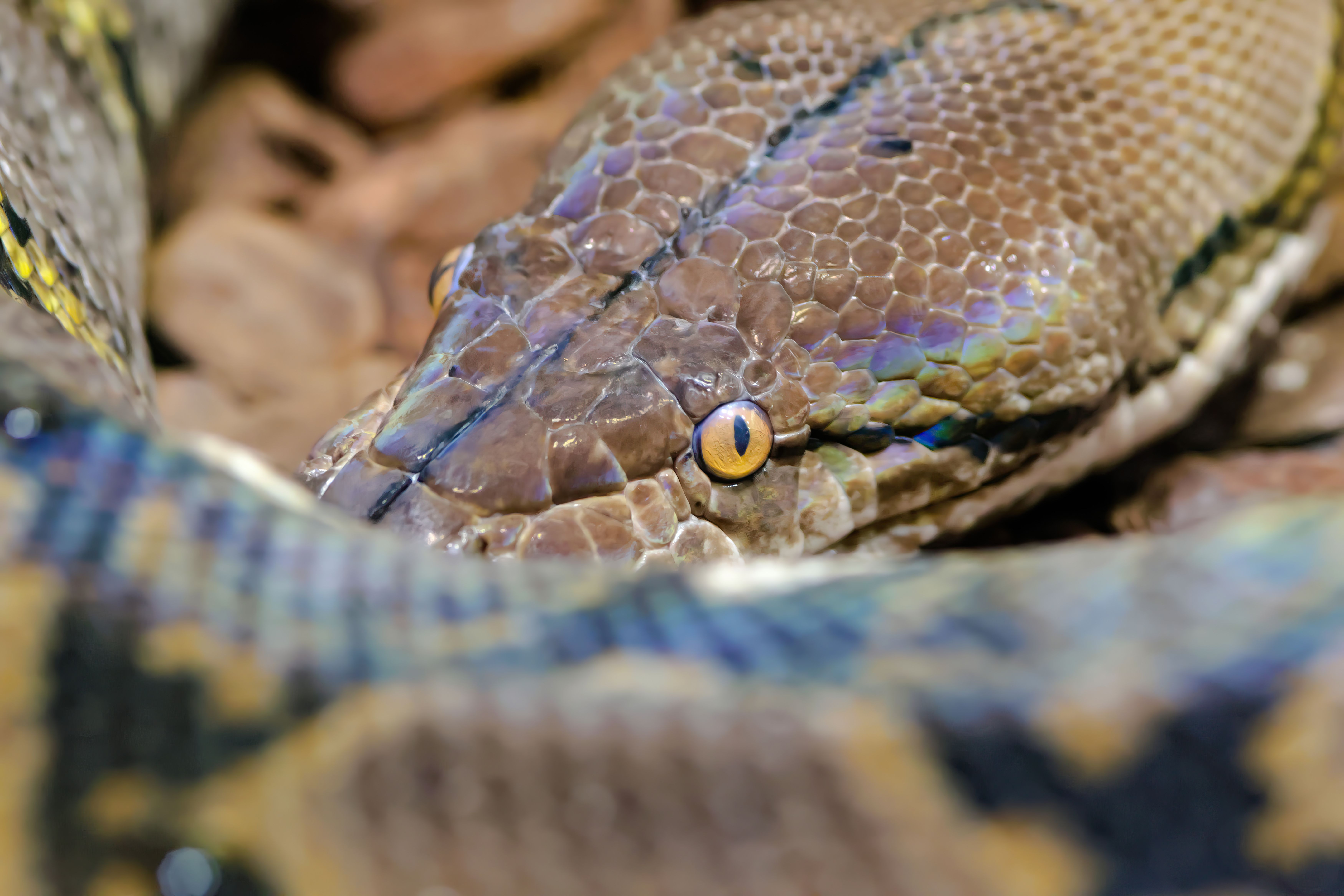 Detailed close-up of a reticulated python showcasing its unique scale pattern and eye.