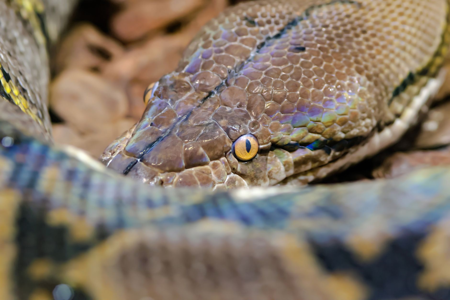 Detailed close-up of a reticulated python showcasing its unique scale pattern and eye.