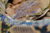 A snake with its head and eyes open