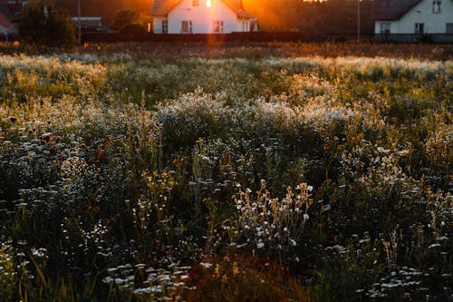 Witte Bloemblaadjes Bloemen