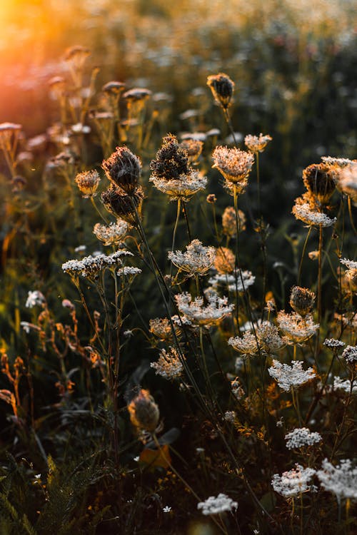 Gratis lagerfoto af blomst, blomstrende, dagslys