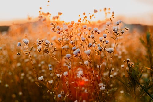 Kostenlos Nahaufnahmefoto Von Blumen Während Des Tages Stock-Foto