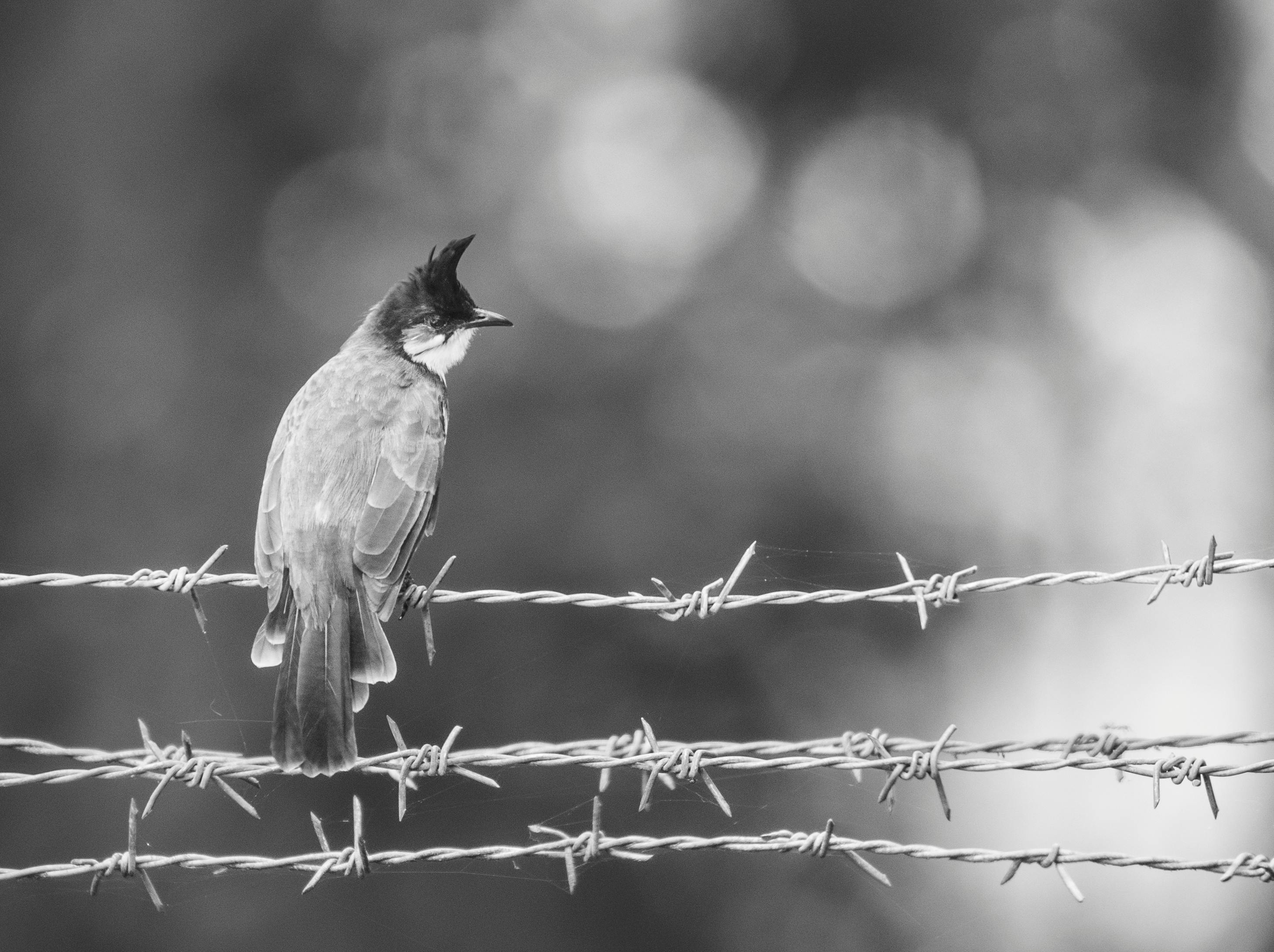SpaceX阻斷俄羅斯無人機 星鏈終端助力烏克蘭國防