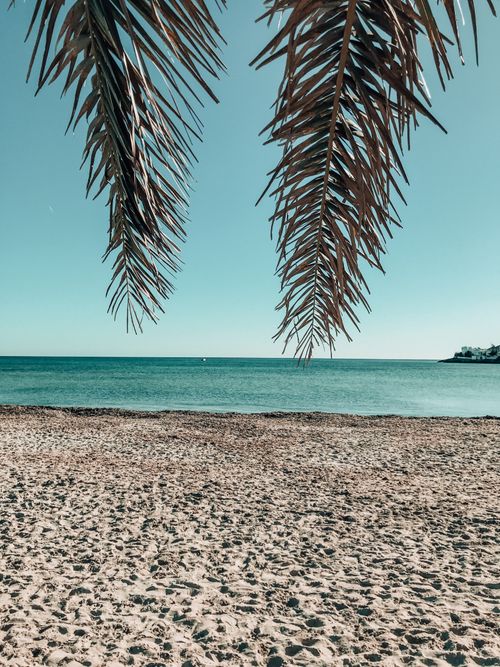 Free Sunny tropical beach with palm fronds overhanging above a serene sandy shore and clear blue ocean. Stock Photo