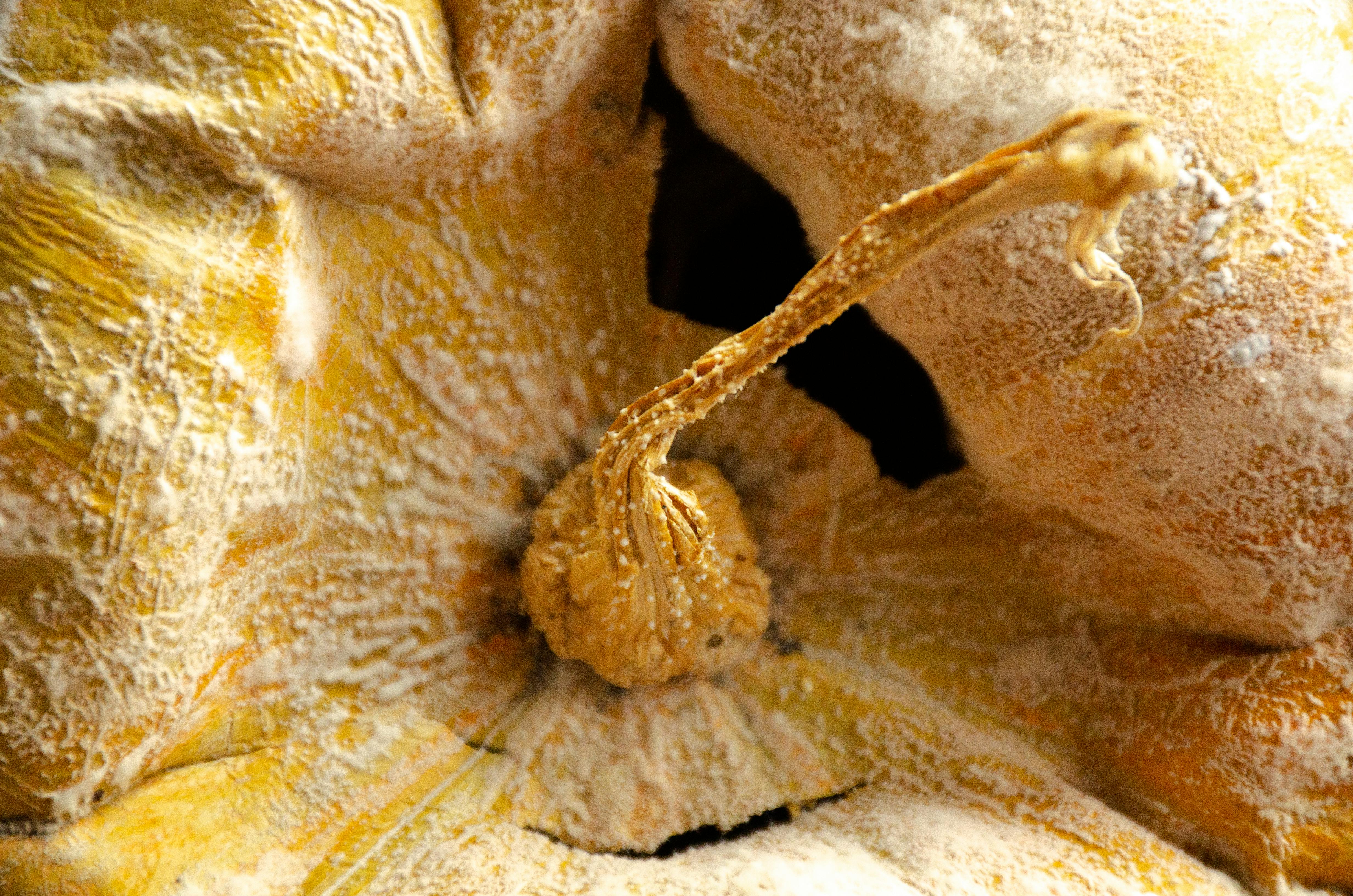 a close up of a rotten pumpkin