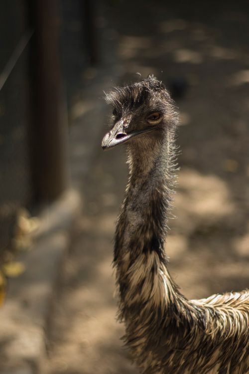 Emu W Close-Up Photo of an Emu in Sunlight · Free Stock Photo