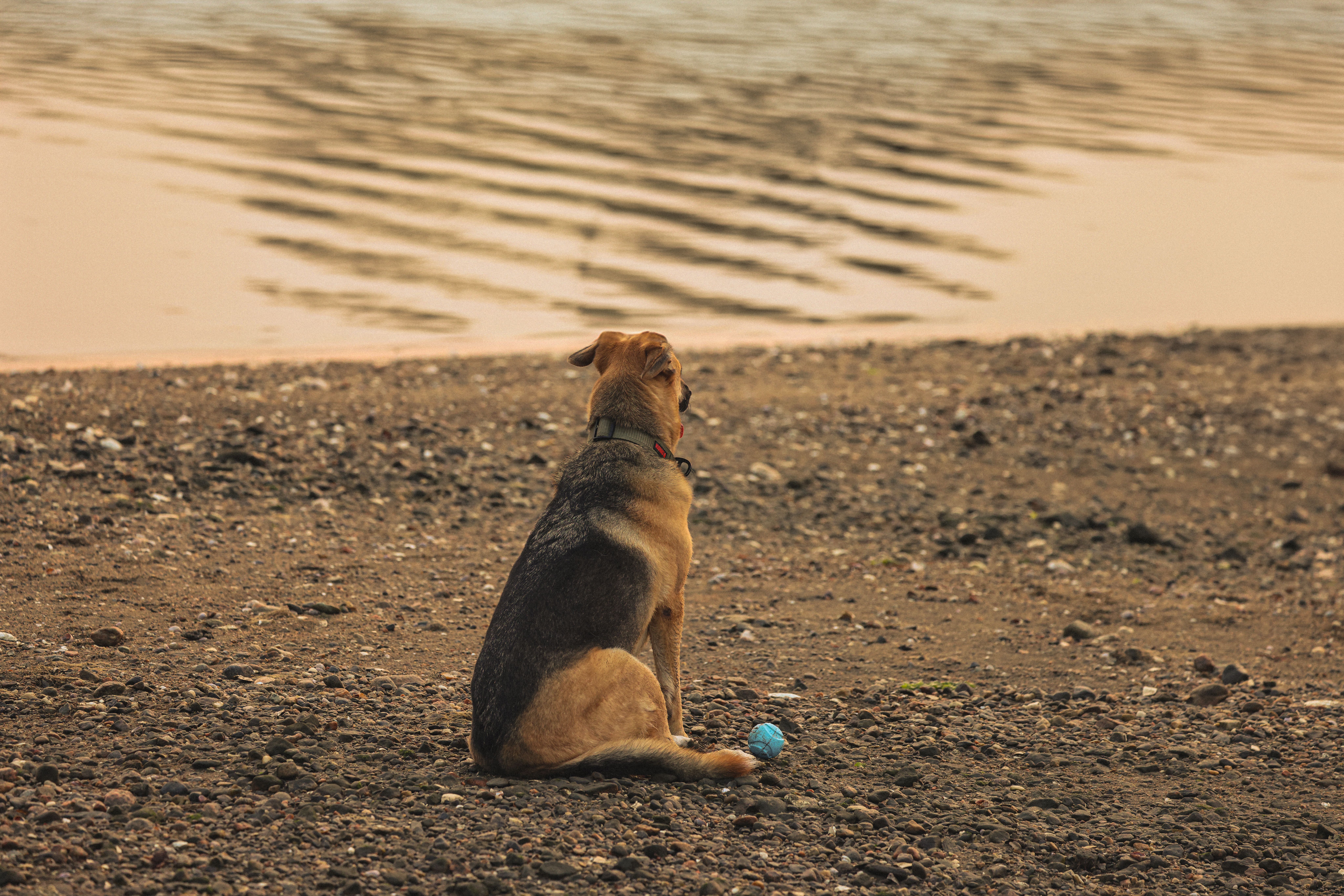 Can I still get my dog back?