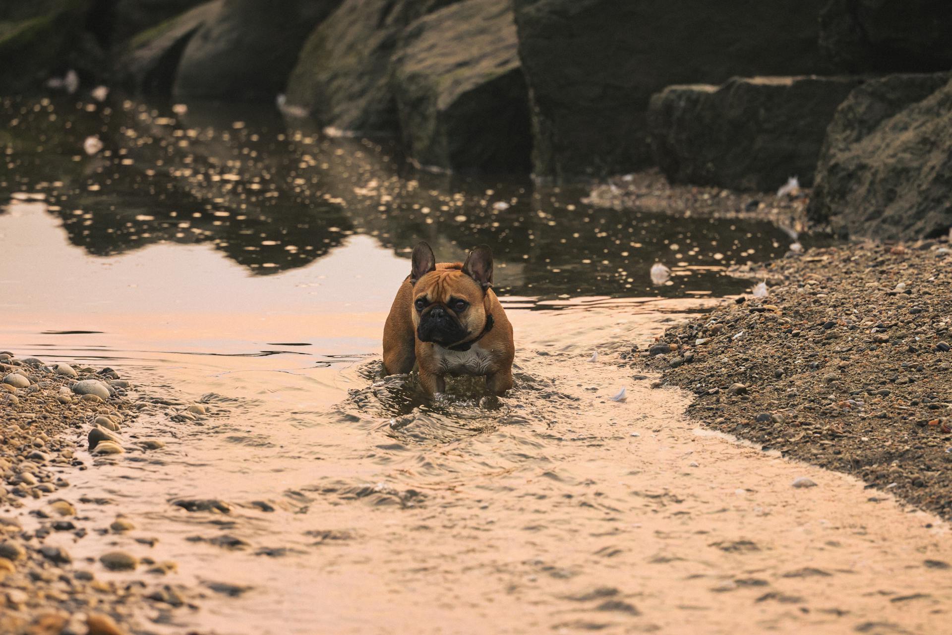 Free stock photo of cove island park, dawn, dogs