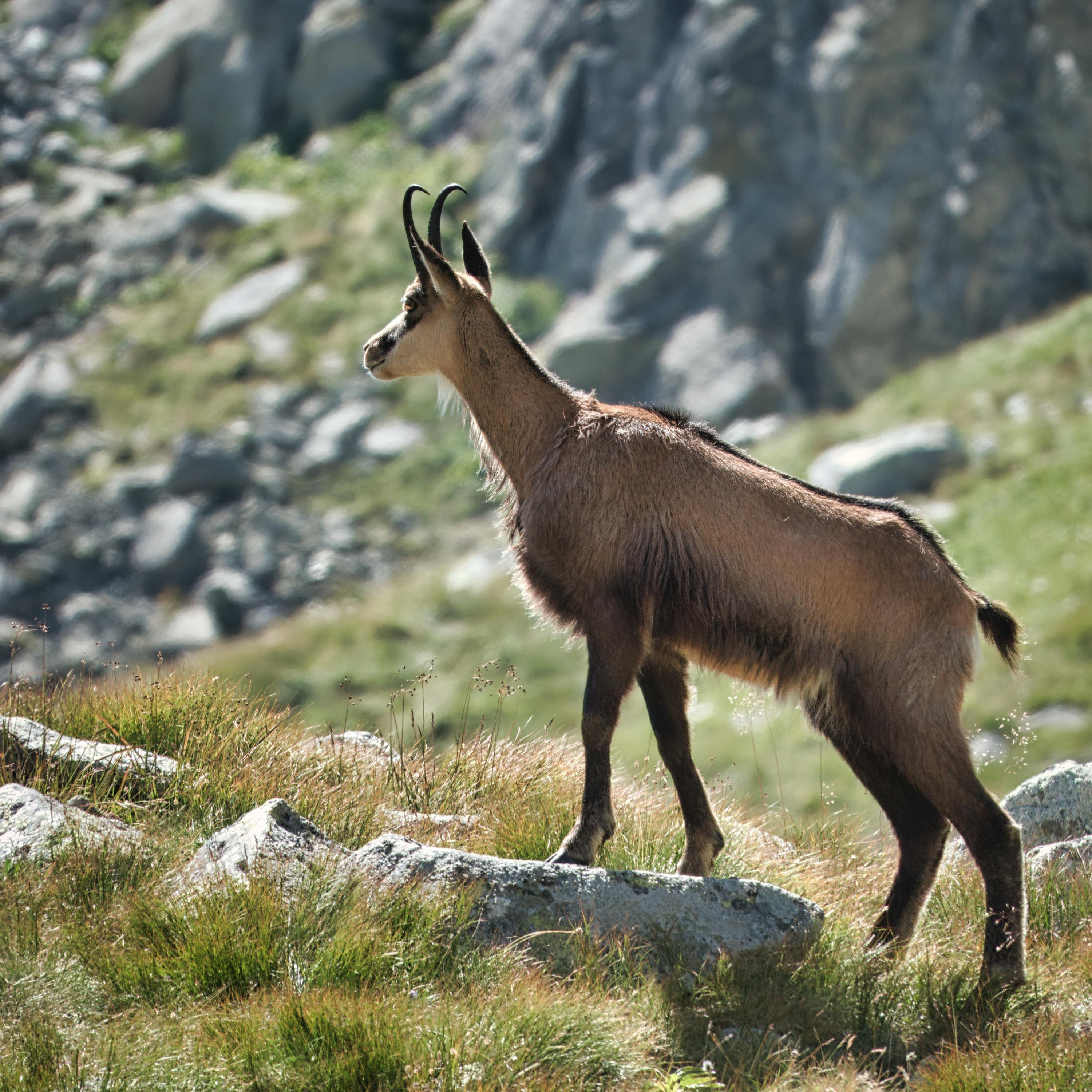 grátis Foto profissional grátis de alpino, animais selvagens, ao ar livre Foto profissional