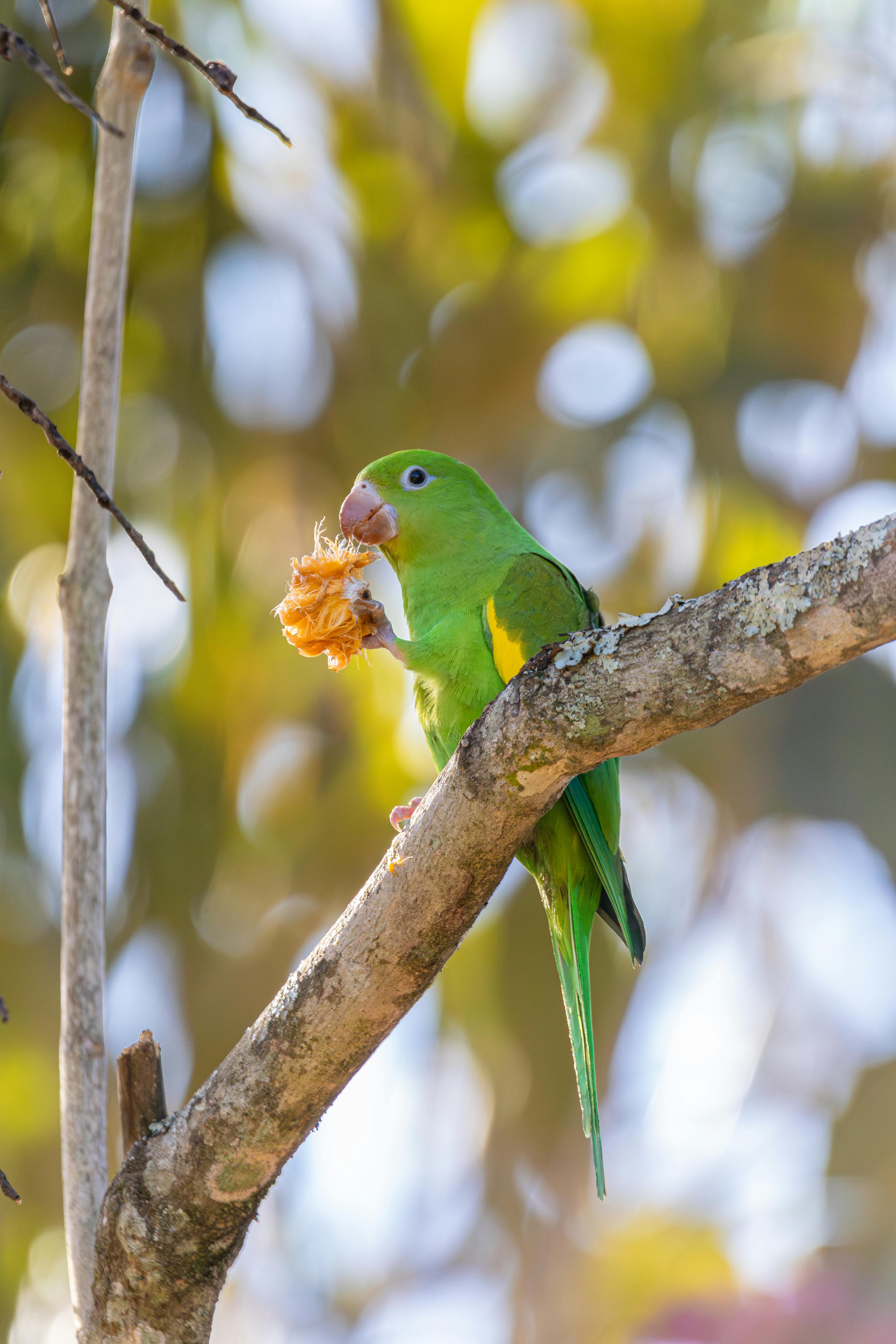 a green parrot eating a piece of fruit on a branch