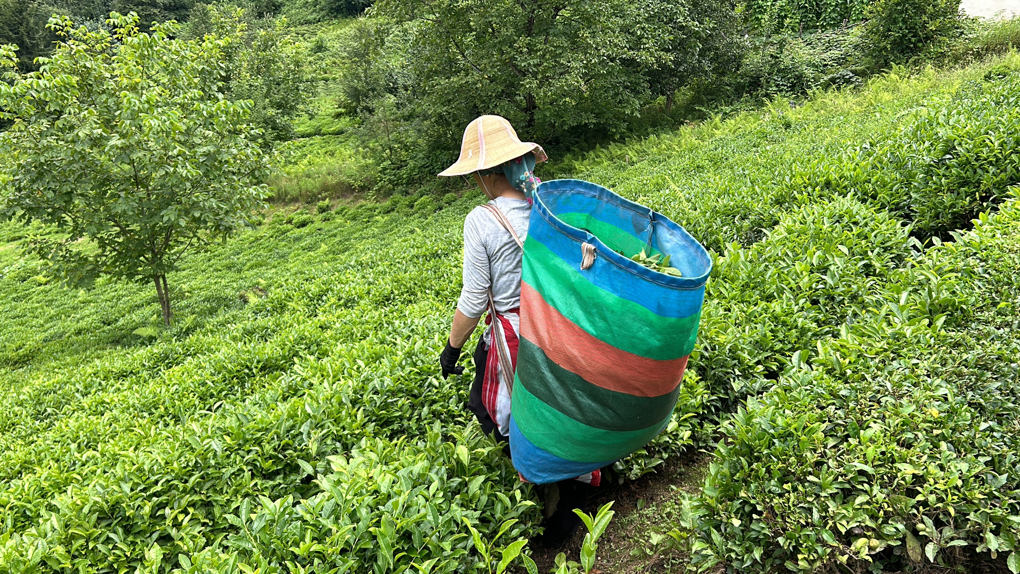 Hangzhou Longjing Tea Village — The Longjing Tea Growing Region