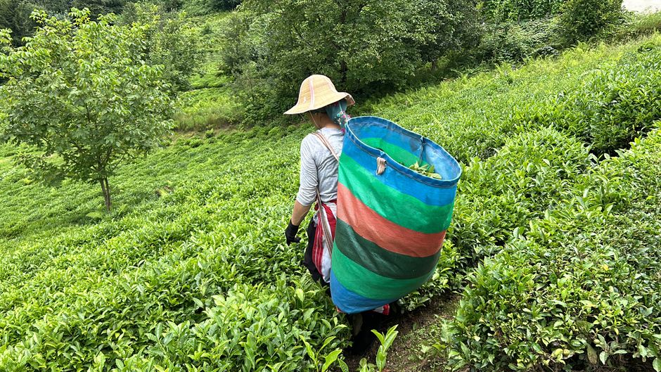 Hangzhou Longjing Tea Village — The Longjing Tea Growing Region