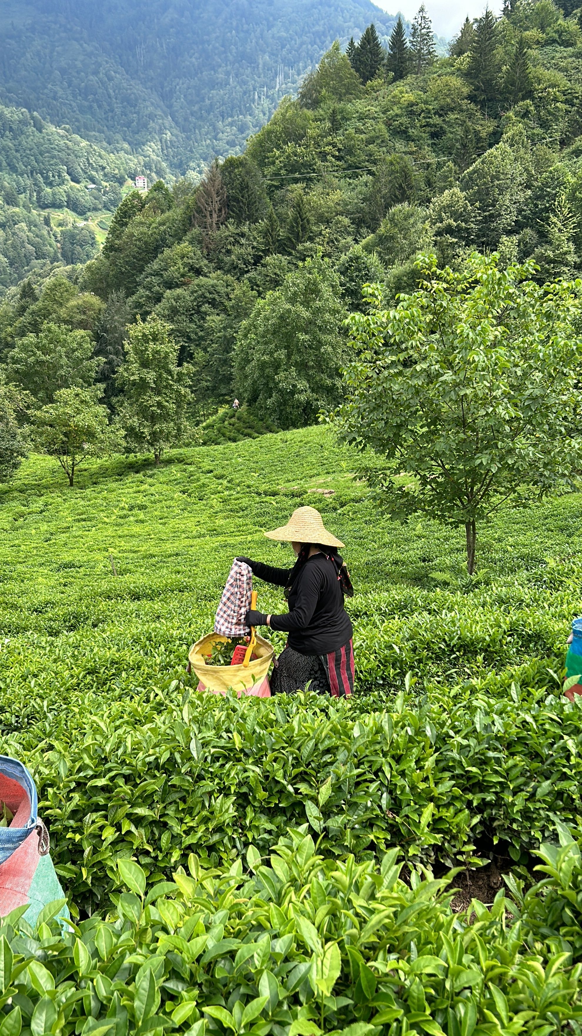 Woman harvesting tea in Çayeli's lush terraced fields under a vibrant green landscape.