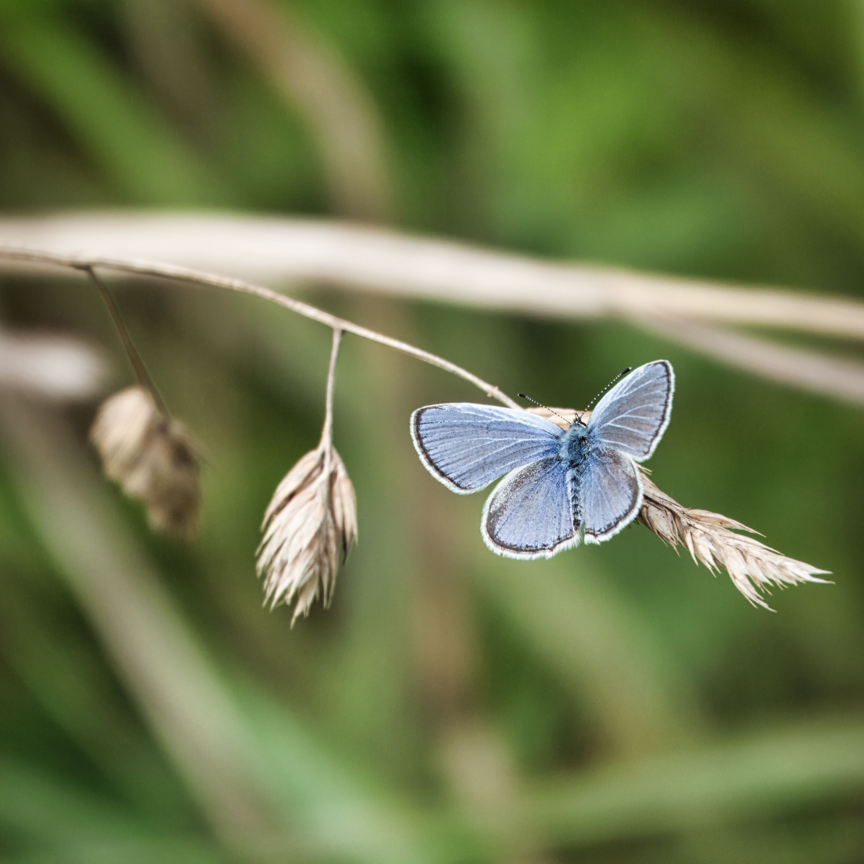 A common blue butterfly (Polyommatus icarus) perched delicately on a grass stem in a summer meadow.