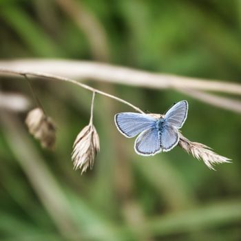 一只蓝斑蝶（Polyommatus icarus）轻盈地栖息在夏季草地的小草茎上。 - 相关推荐