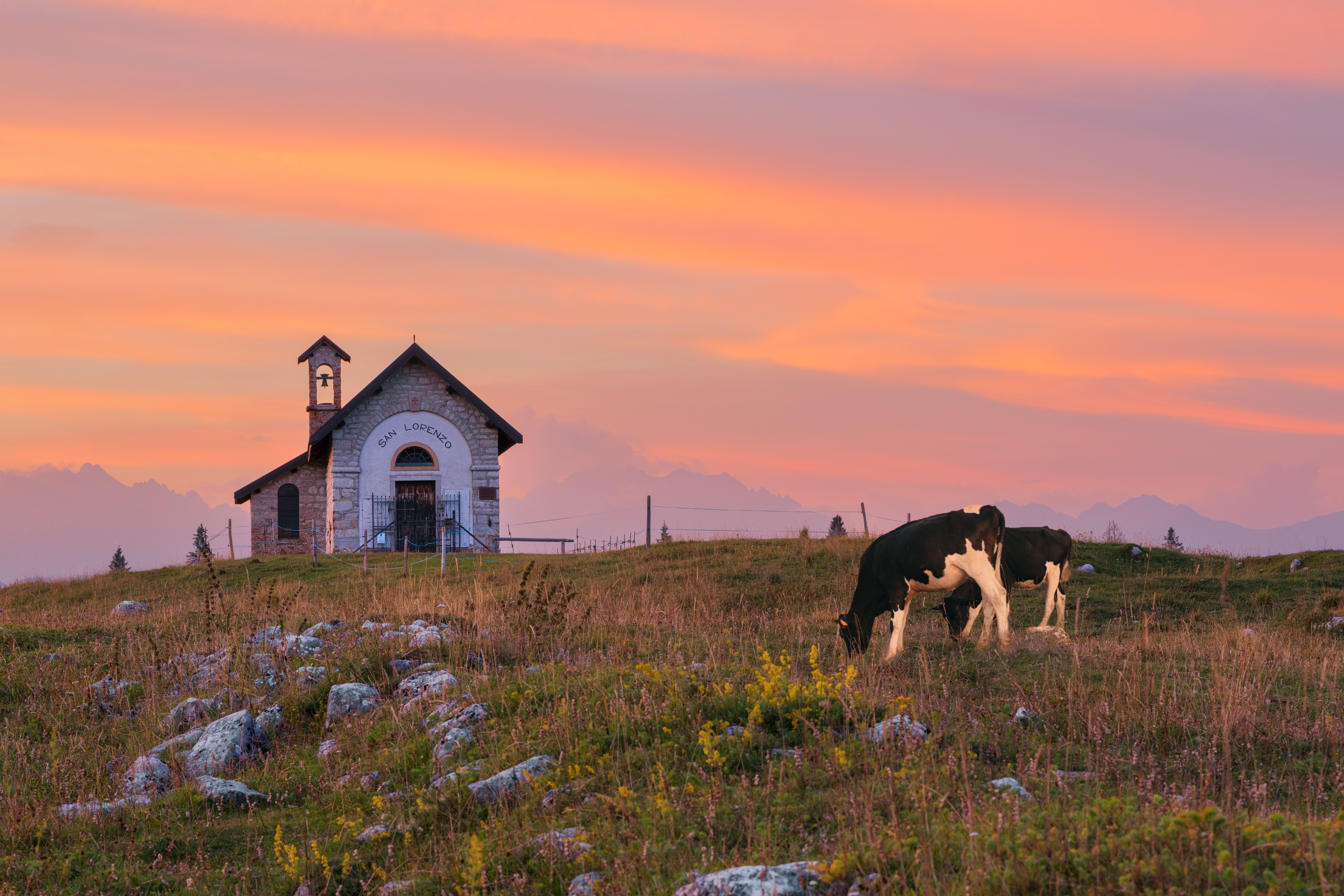 Idyllic rural chapel with grazing cows at sunset in Enego, Veneto, Italy.