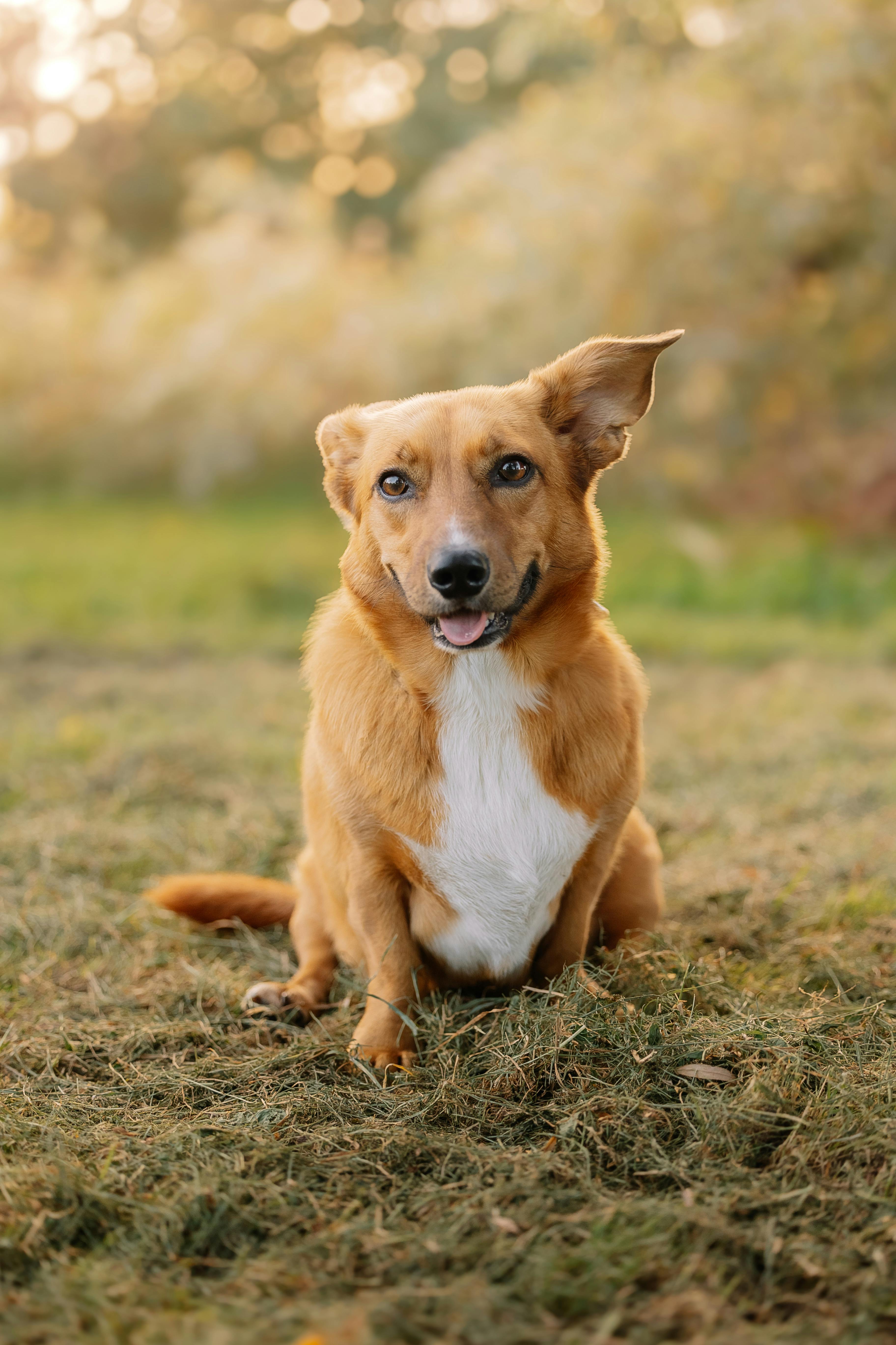 a dog sitting on the grass in the park