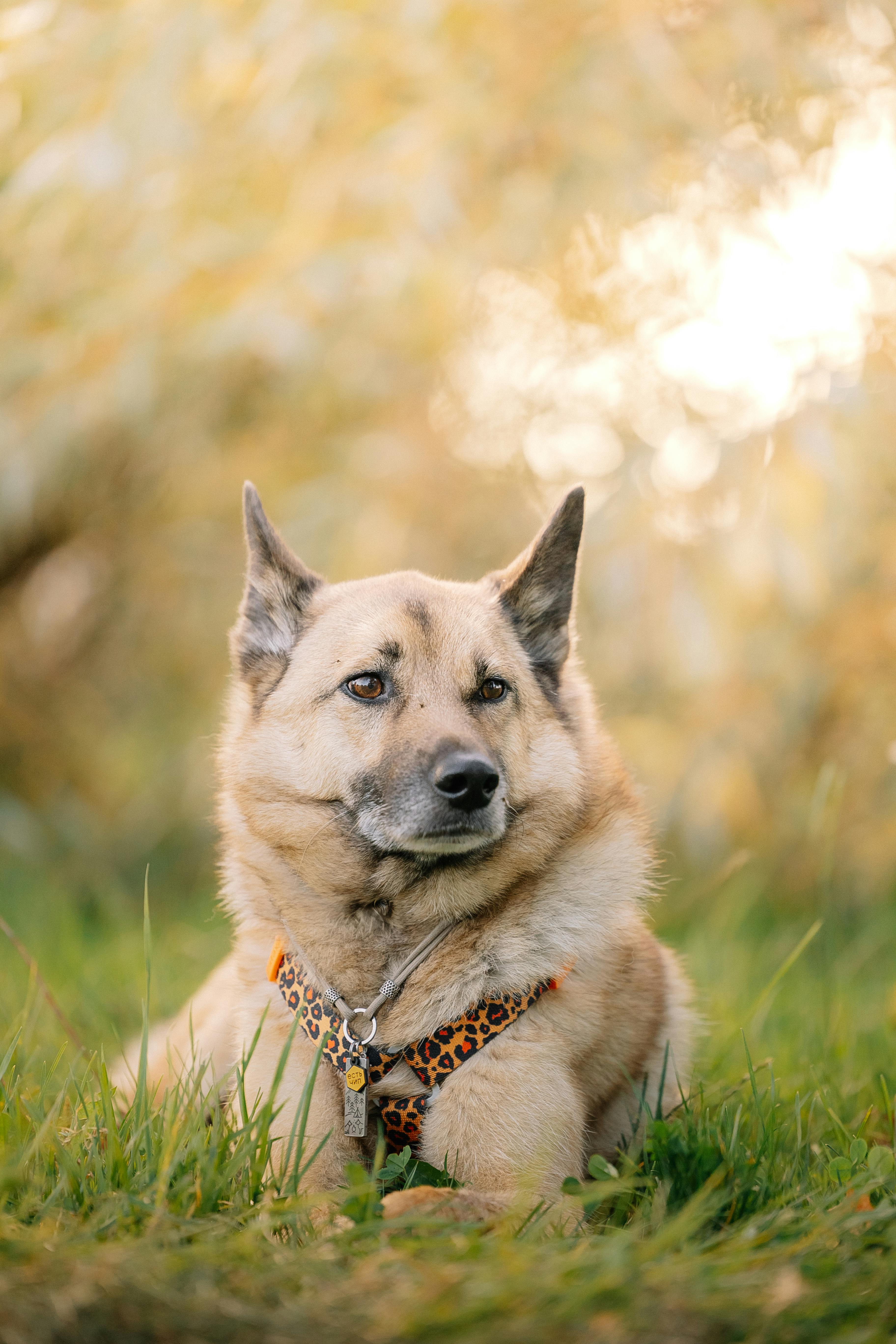A german shepherd dog sitting in the grass
