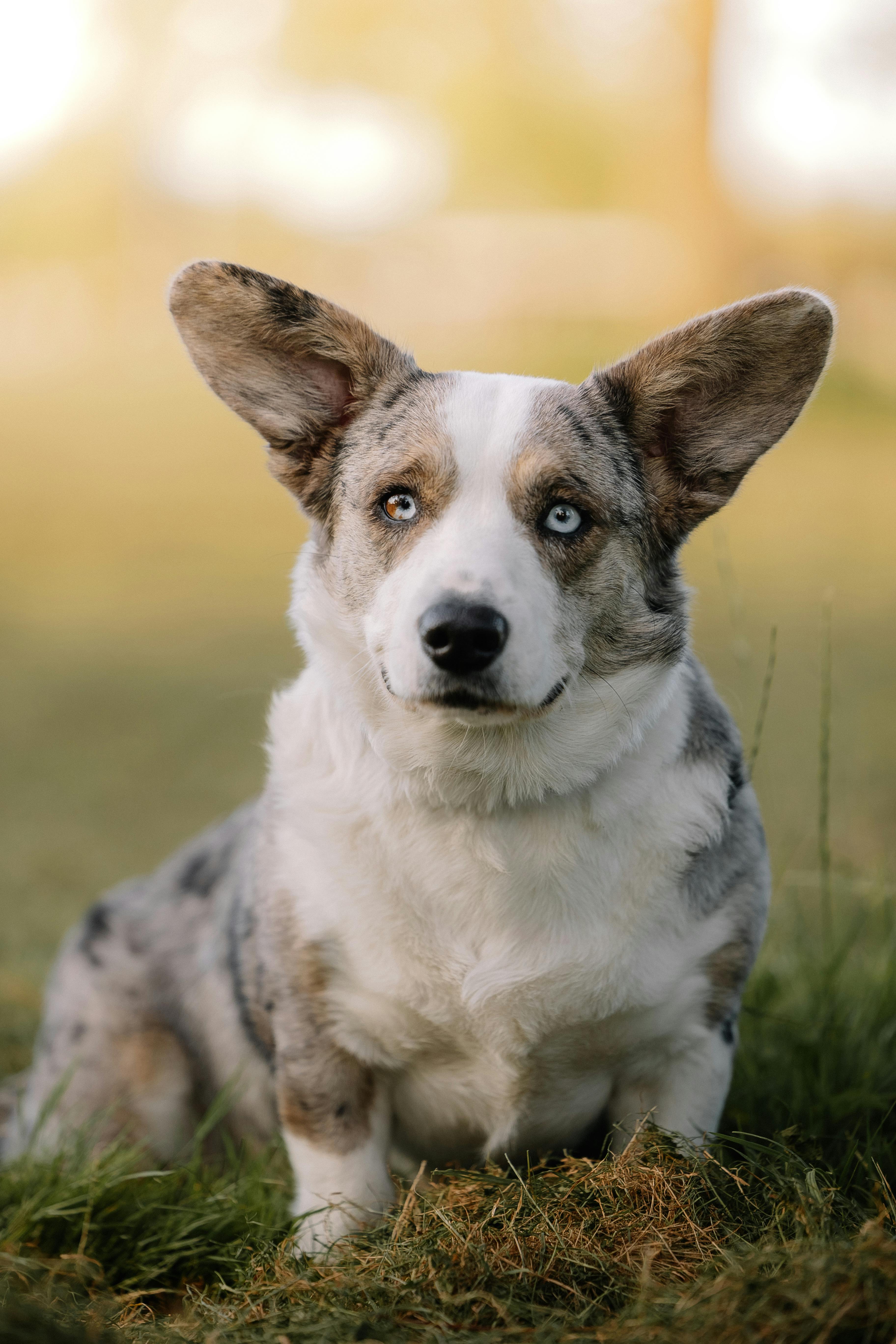 a corgi dog sitting in a park