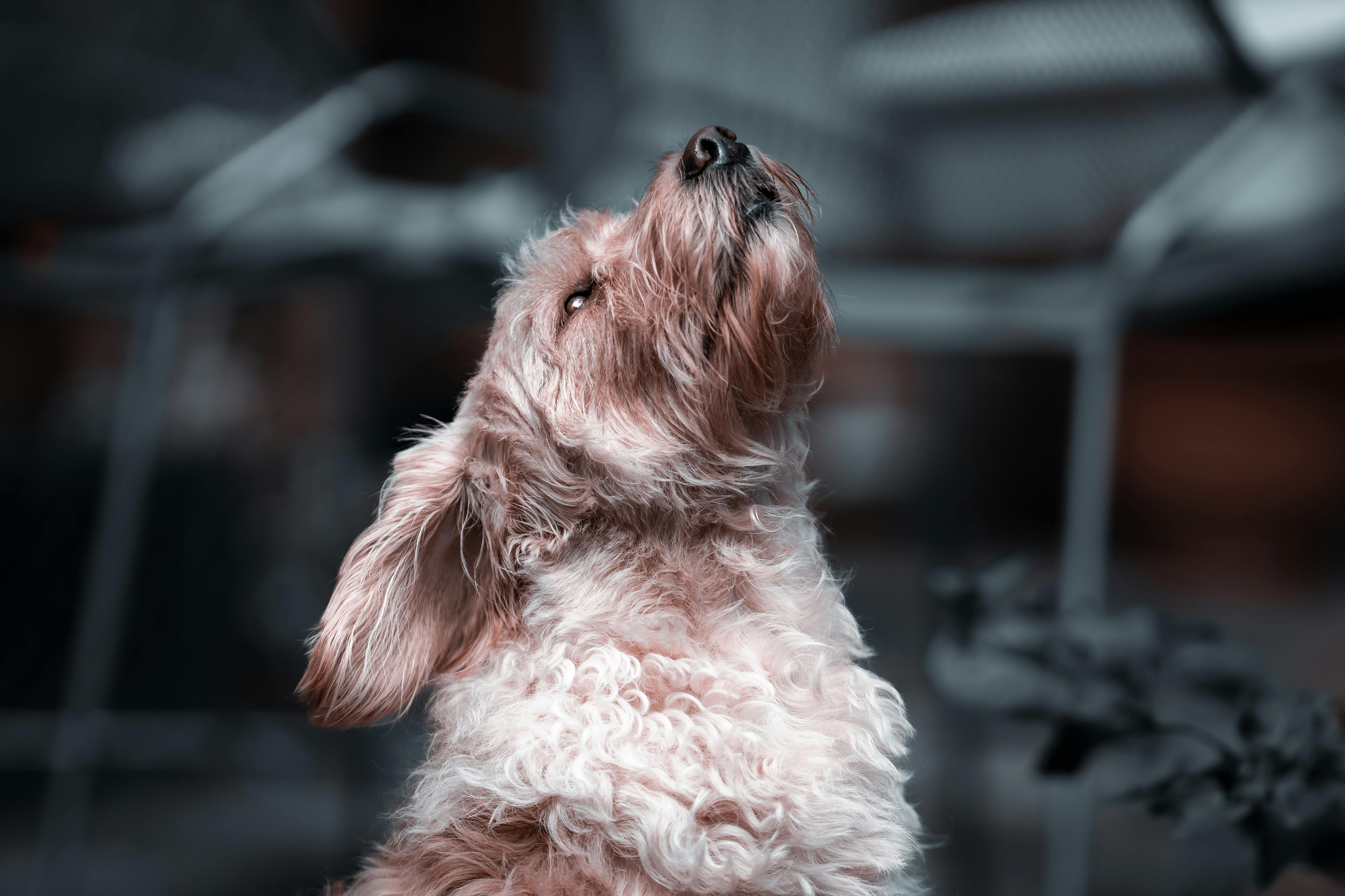 pet care pet grooming — Photo by Karl  Byron on Pexels