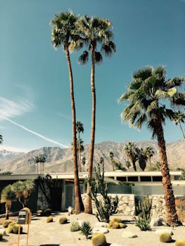 棕榈泉度假村阳光明媚，遍布着棕榈树和山脉