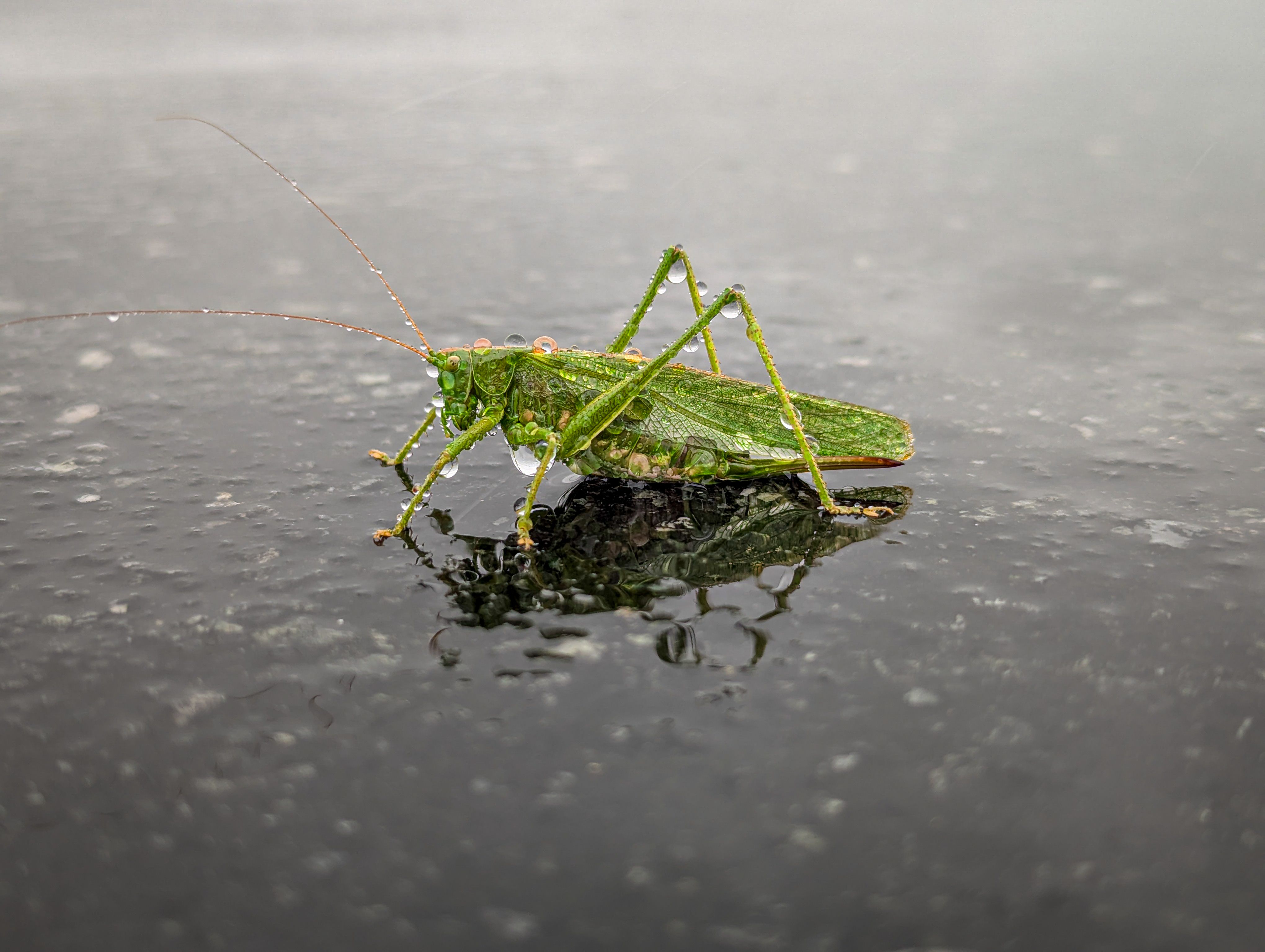 Insecte d'humidité dans la maison : causes et solutions - 3. Les insectes d'humidité les plus courants : les reconnaître et comprendre leur présence