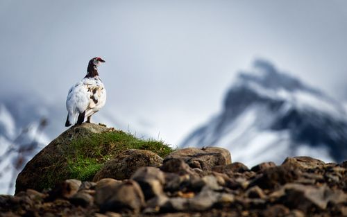 Free A rock ptarmigan perched on a rock with snowy mountains in the background. Stock Photo