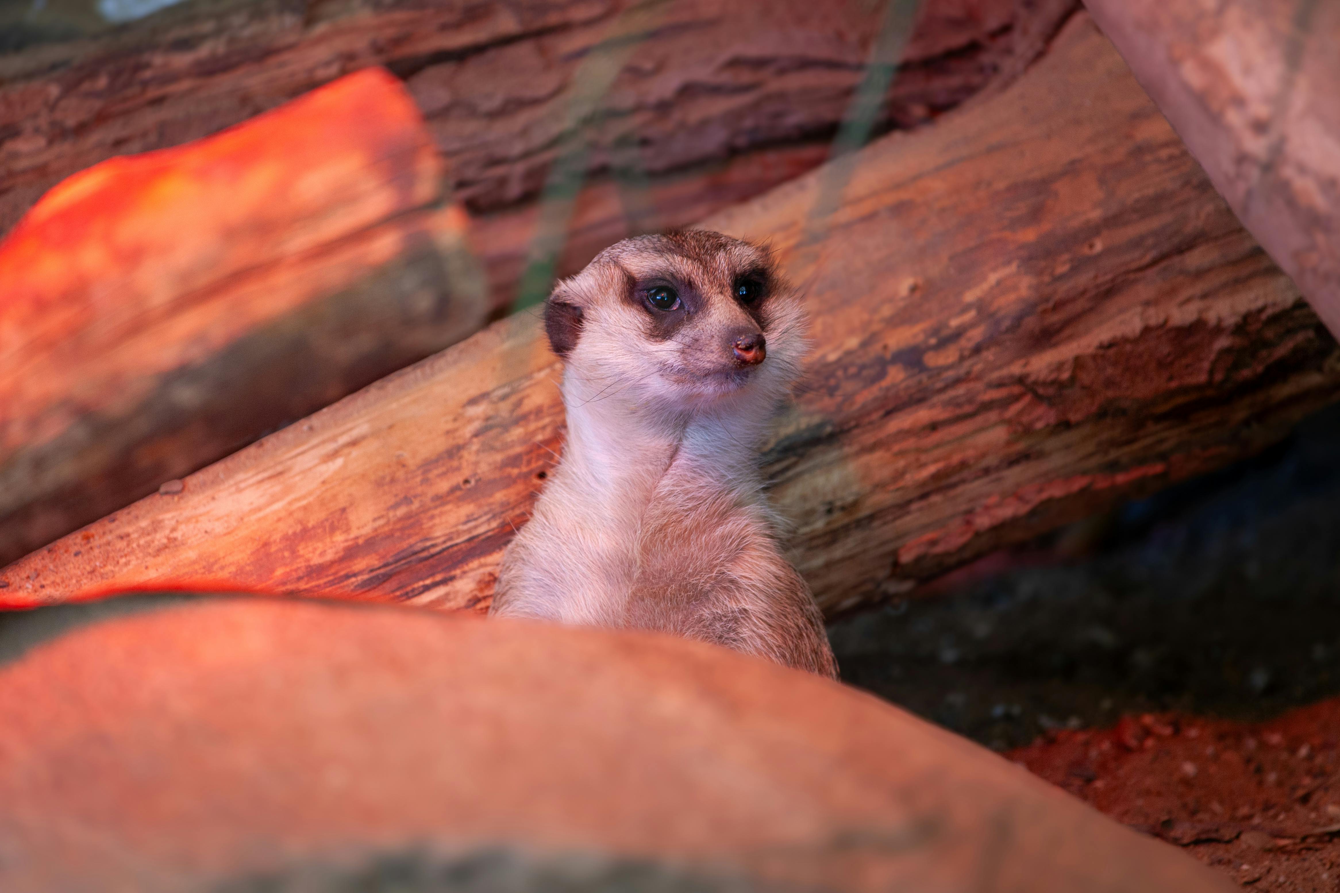 A meerkat sitting in front of a log